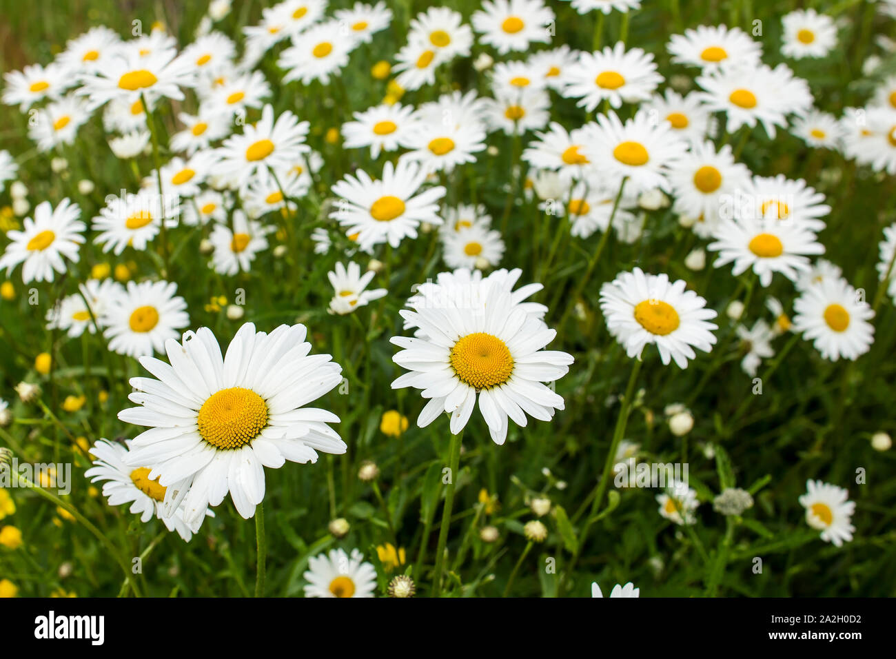 Beautiful chamomile flowers (Leucanthemum) night in the meadow Stock