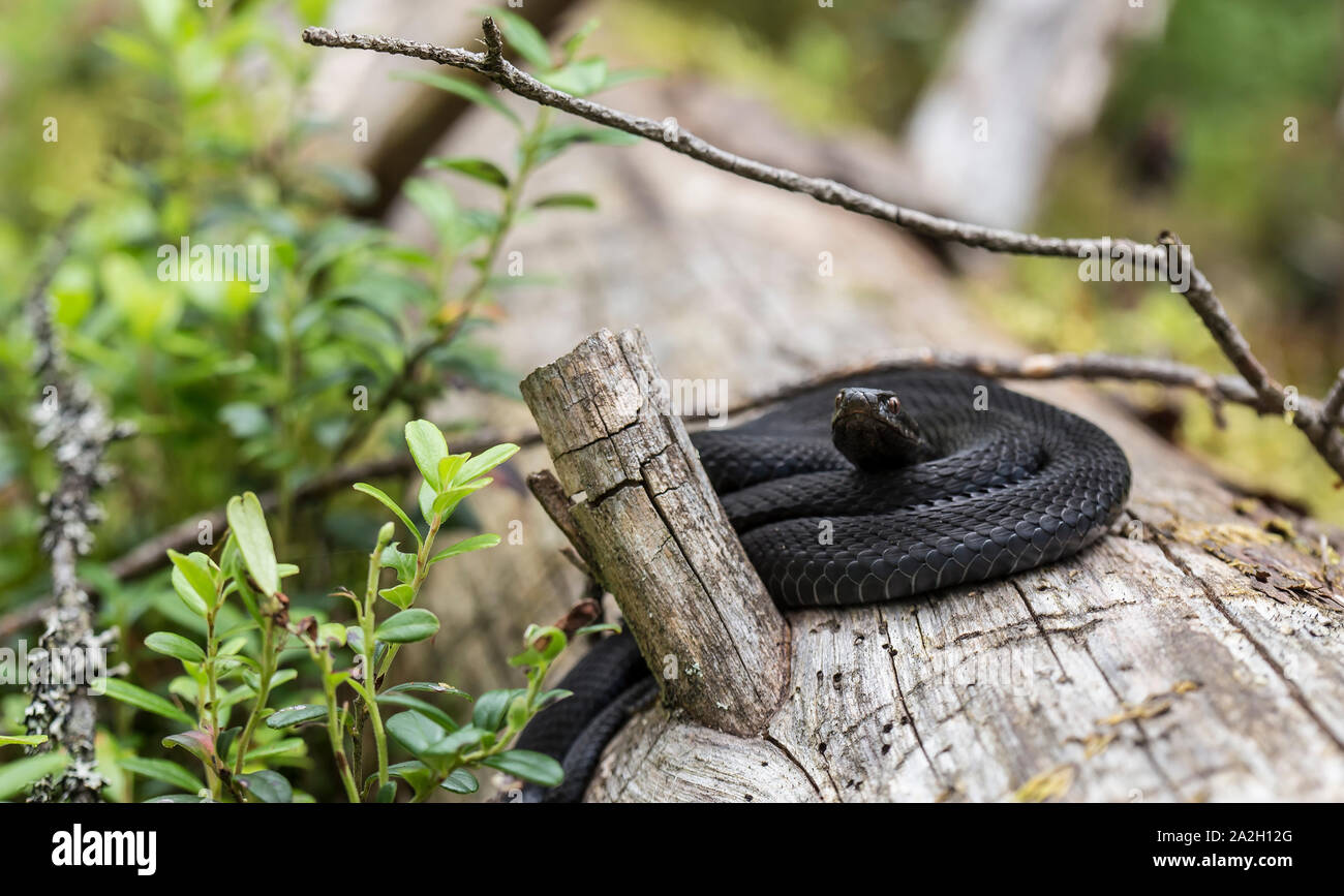 Beautiful black common viper (Vipera berus) in a natural habitat