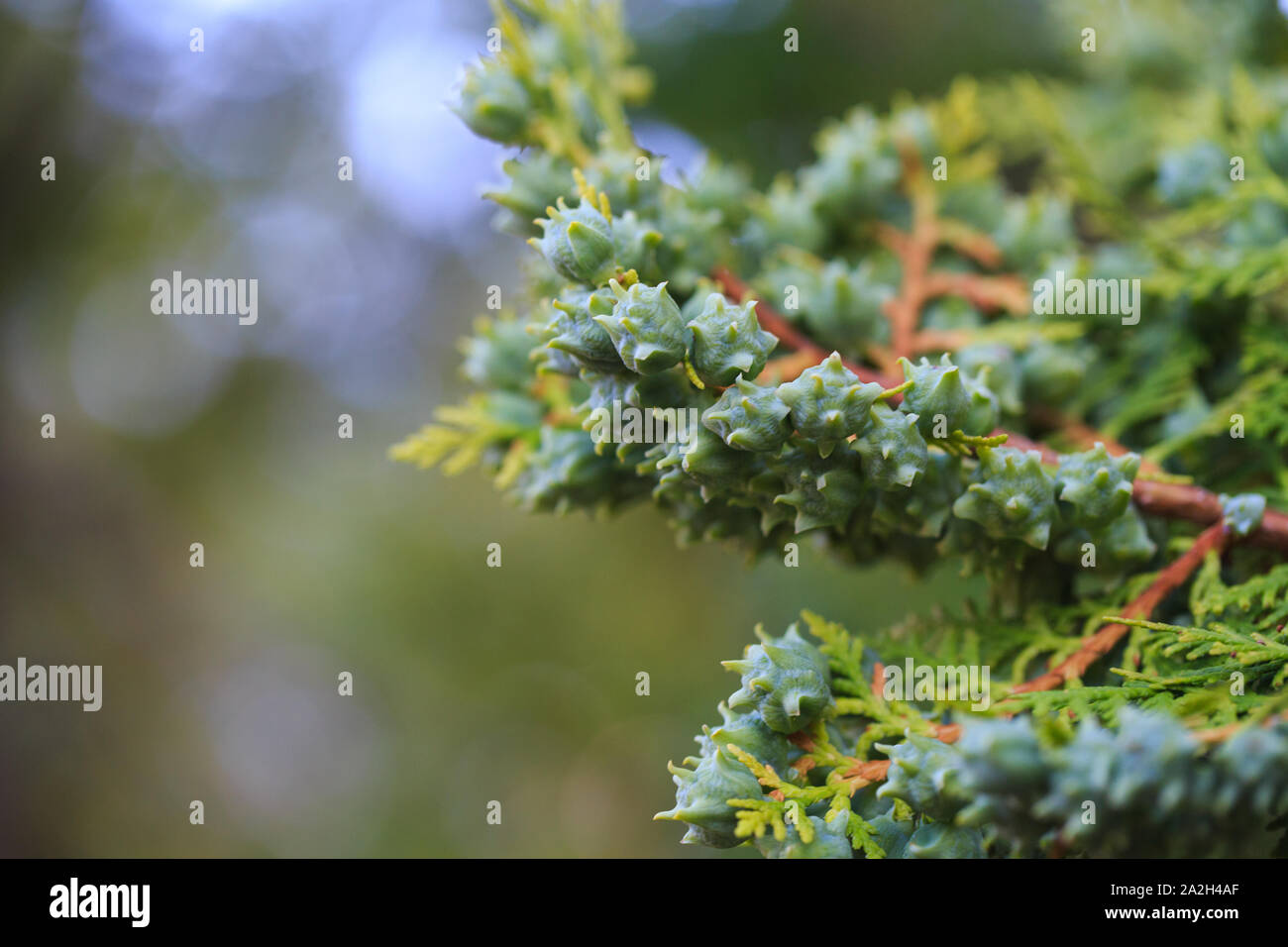 Green cones of thuja western on a branch, close-up. The botanical family of thuja is cupressaceae trees. Stock Photo