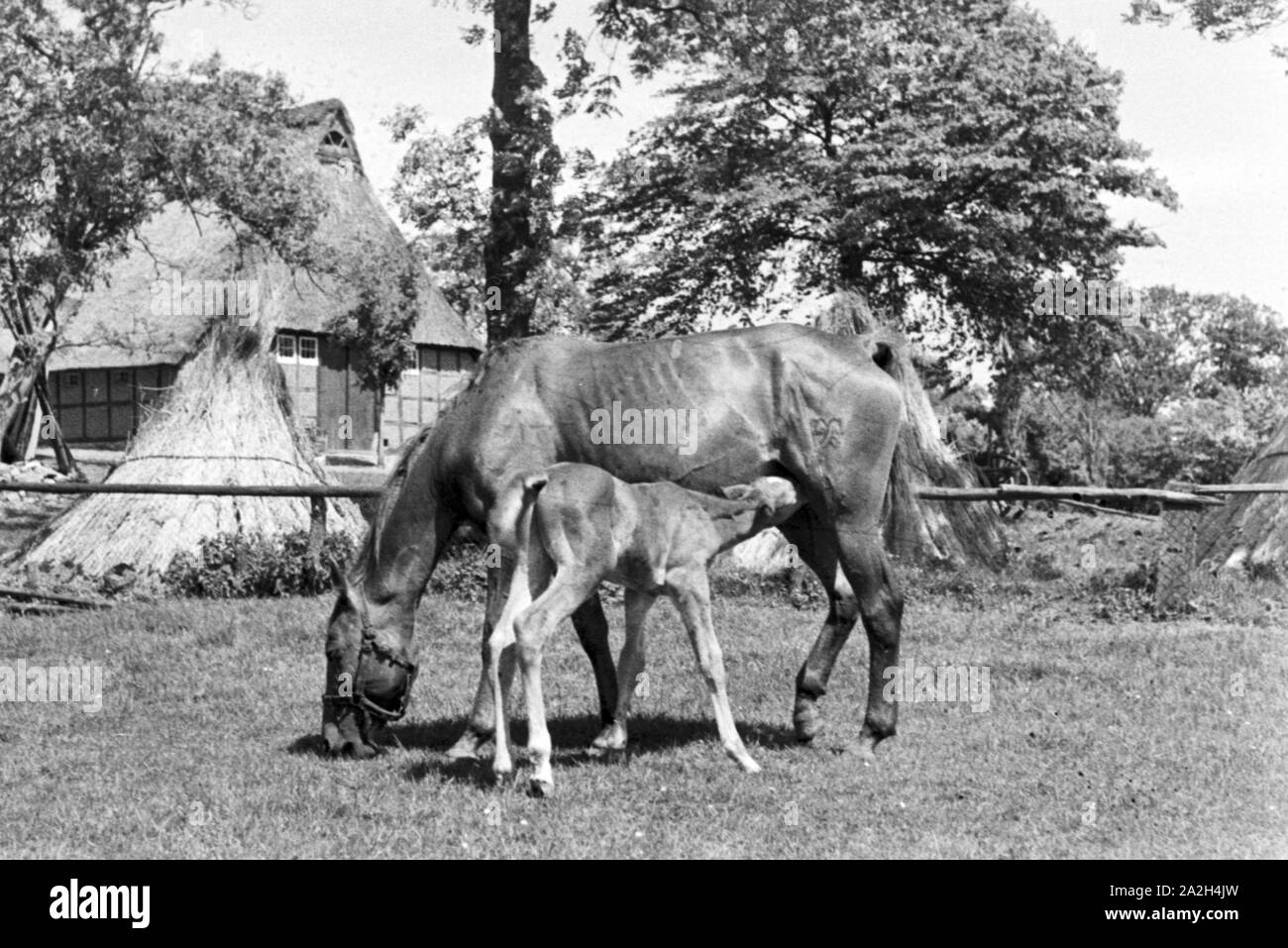 Ein kleines Fohlen trinkt bei seiner Mutter, Deutschland 1930er Jahre. A mare with its foal, Germany 1930s. Stock Photo