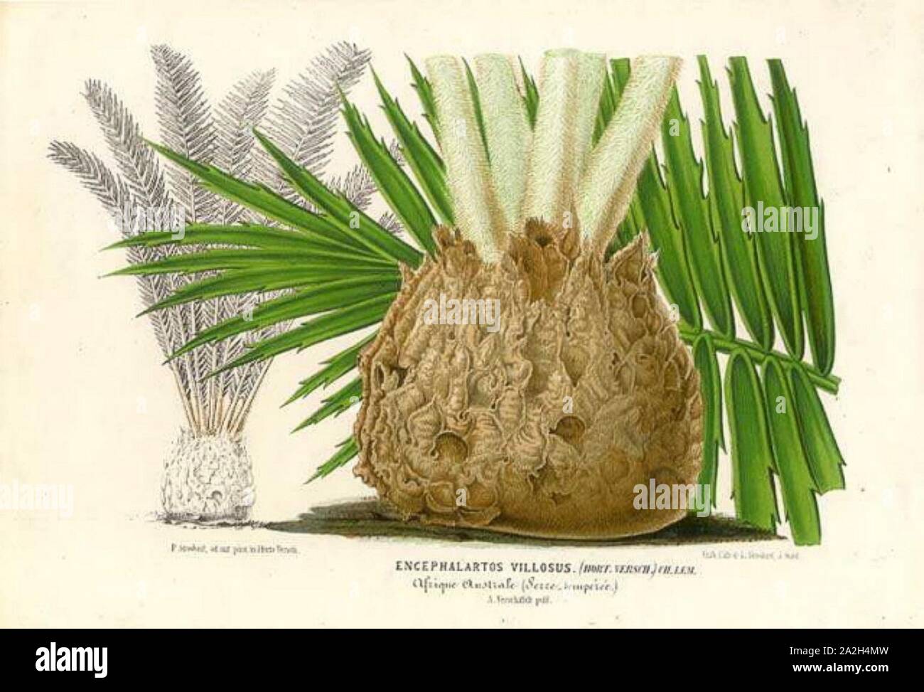Encephalartos villosus. Stock Photo