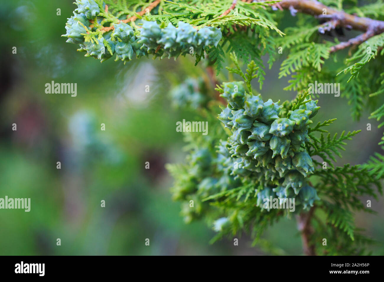 Green cones of thuja western on a branch, close-up. The botanical family of thuja is cupressaceae trees. Stock Photo