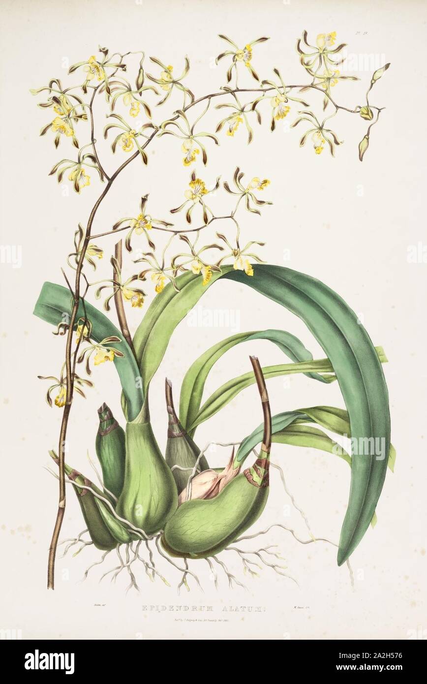 Encyclia alata (as Epidendrum alatum) - Bateman Orch. Mex. Guat. pl. 18 (1842). Stock Photo