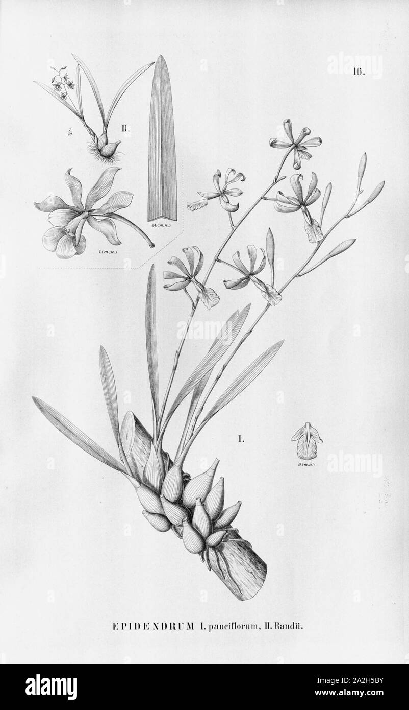 Encyclia pauciflora (as Epidendrum pauciflorum) - Encyclia randii (as Ep. randii) - Fl.Br.3-5-016. Stock Photo