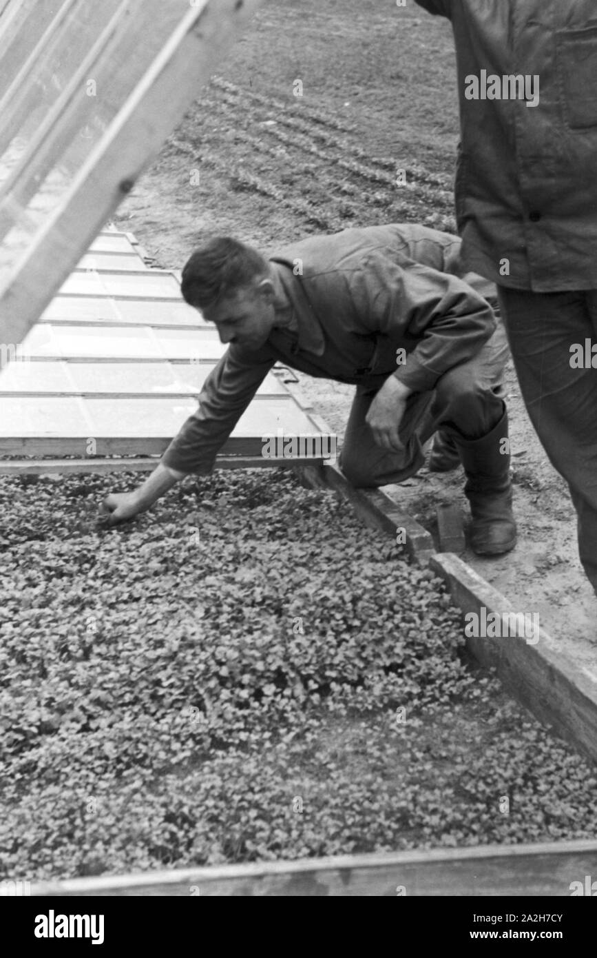 Alltagsszenen eines landwirtschaftlichen Betriebs, Deutsches Reich