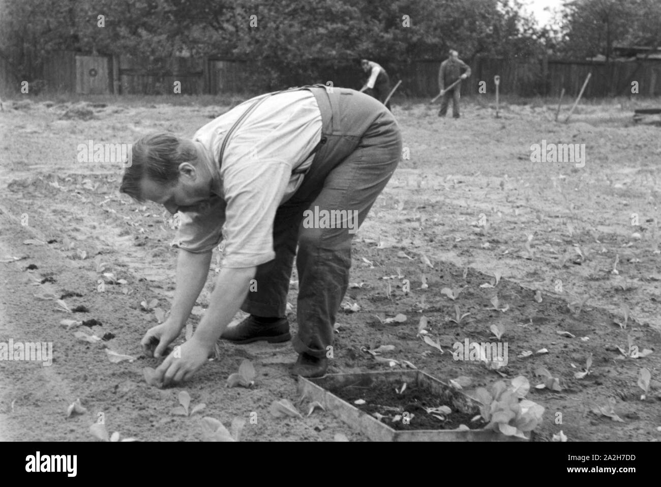 Alltagsszenen eines landwirtschaftlichen Betriebs, Deutsches Reich