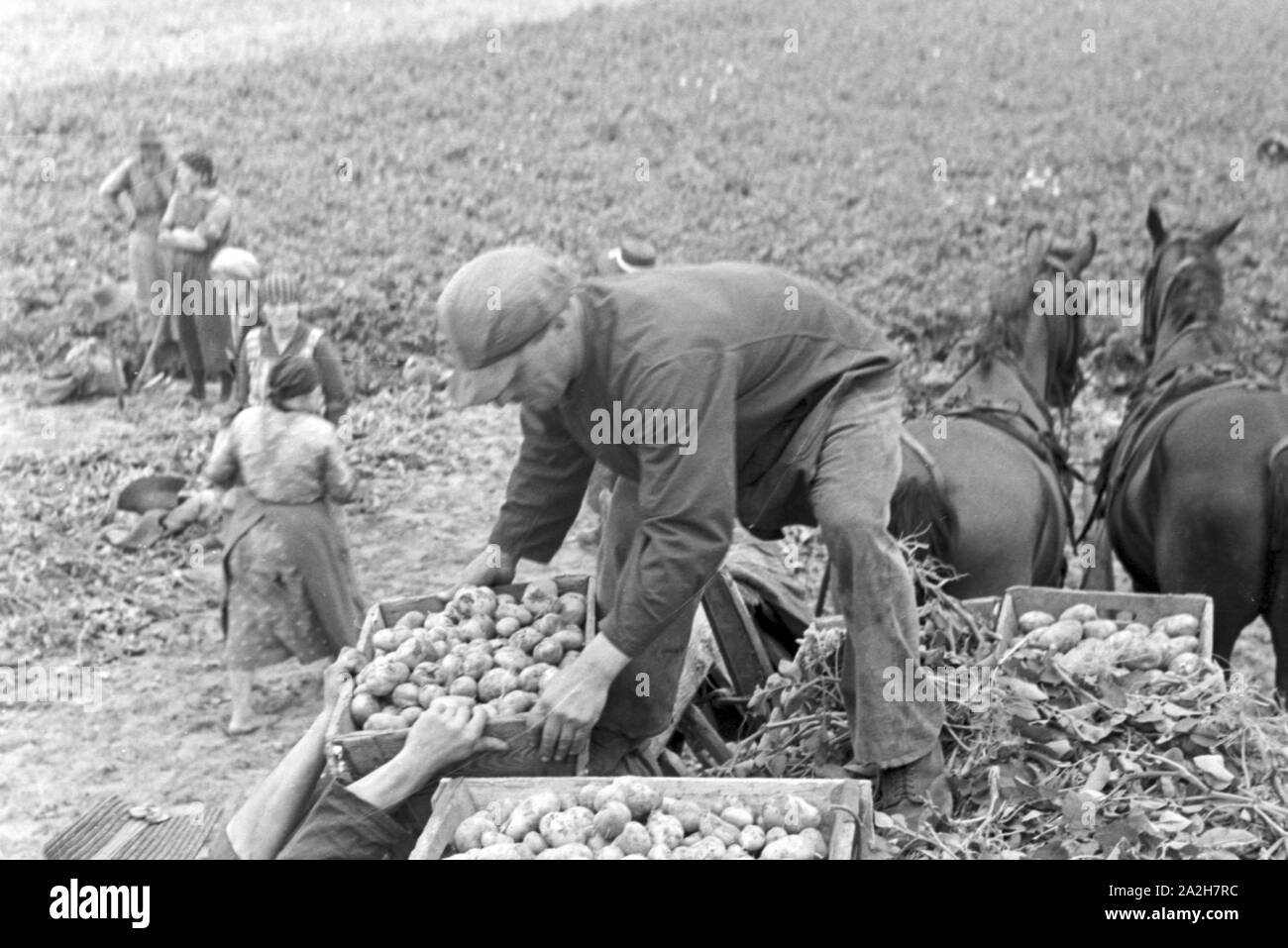 Eine Regenanlage im landwirtschaftlichen Einsatz bei einem Kartoffelacker, Deutschland 1930er Jahre. A sprinkler system in its agricultural use at a potato field, Germany 1930s. Stock Photo