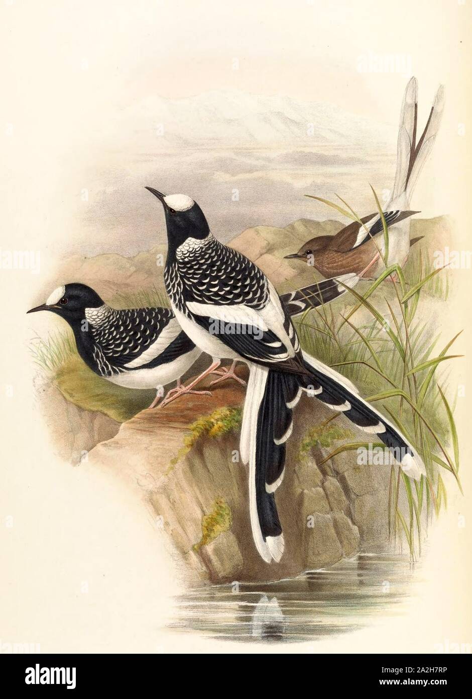 Enicurus hires stock photography and images Alamy