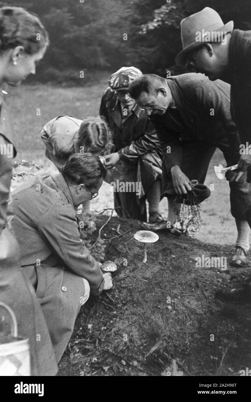 Pilzsammler suchen Champignons im Wald, Deutschland 1930er Jahre. Collectors looking for white mushrooms in the forest, Germany 1930s. Stock Photo