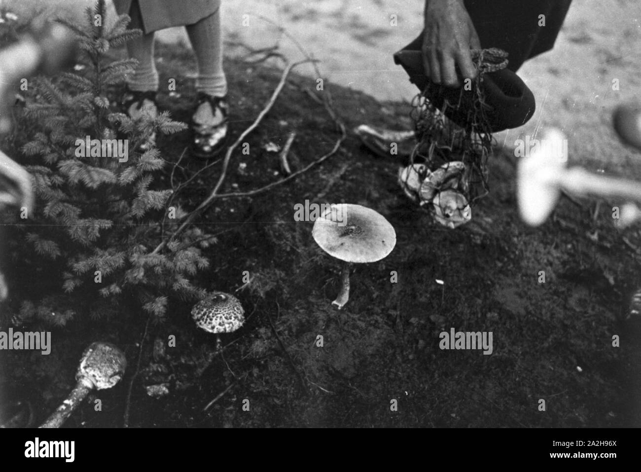 Pilzsammler suchen Champignons im Wald, Deutschland 1930er Jahre. Collectors looking for white mushrooms in the forest, Germany 1930s. Stock Photo