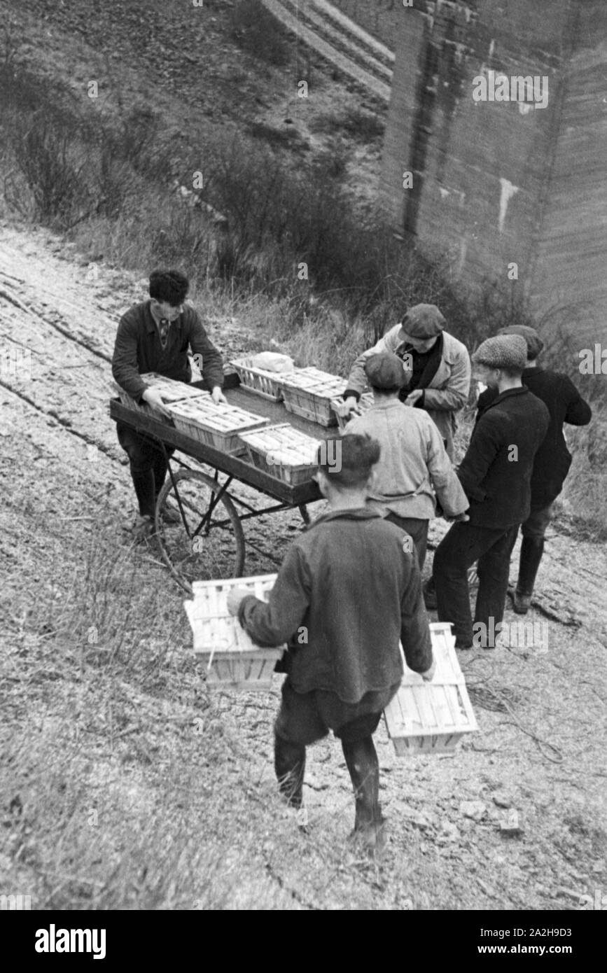 Champignons werden auf einem Handkarren zum Markt gebracht, Deutschland 1930er Jahre. White mushroom being brought to market on a push cart, Germany 1930s. Stock Photo