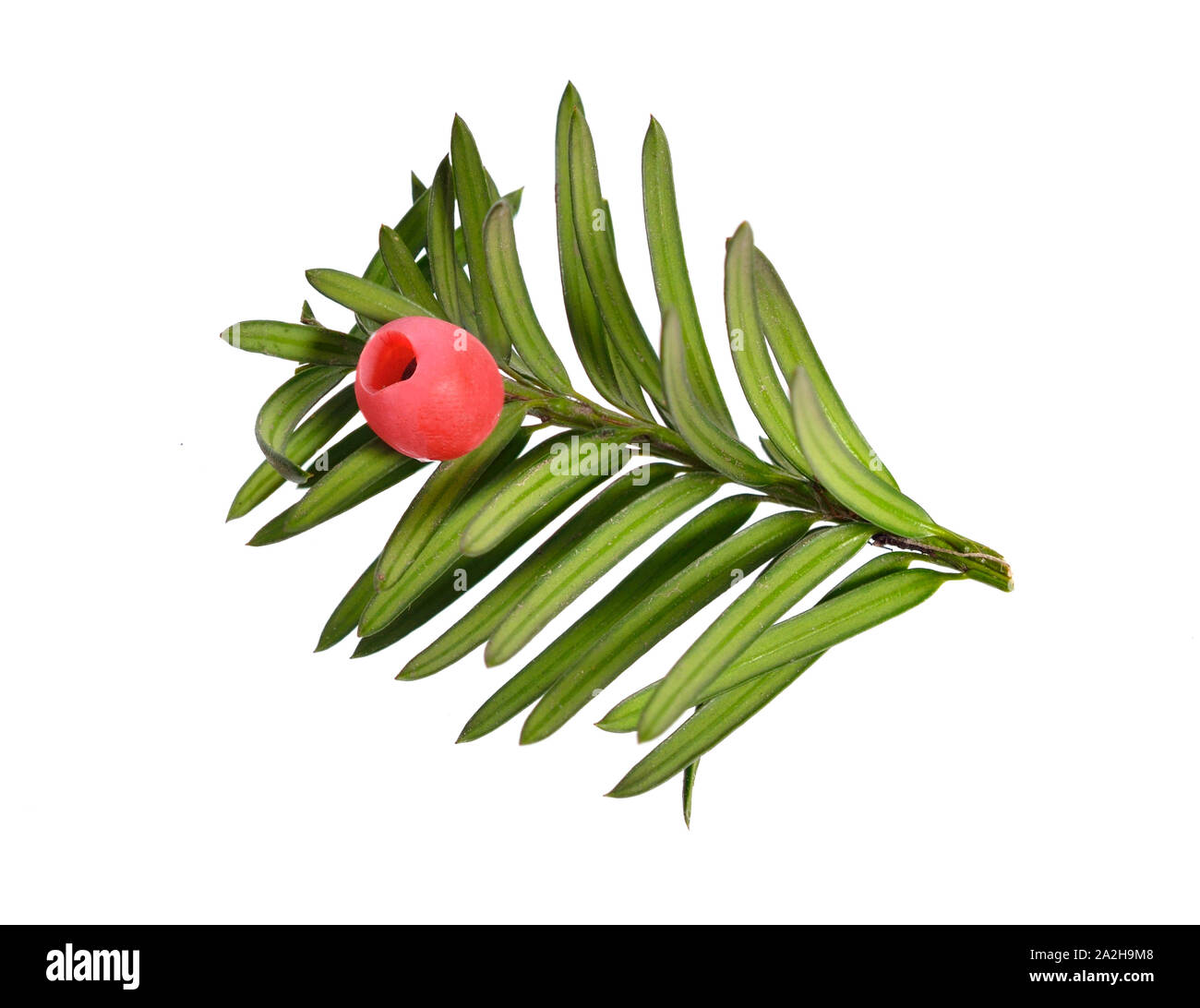 Taxus baccata known as yew, English yew or European yew. Isolated on white background. Stock Photo