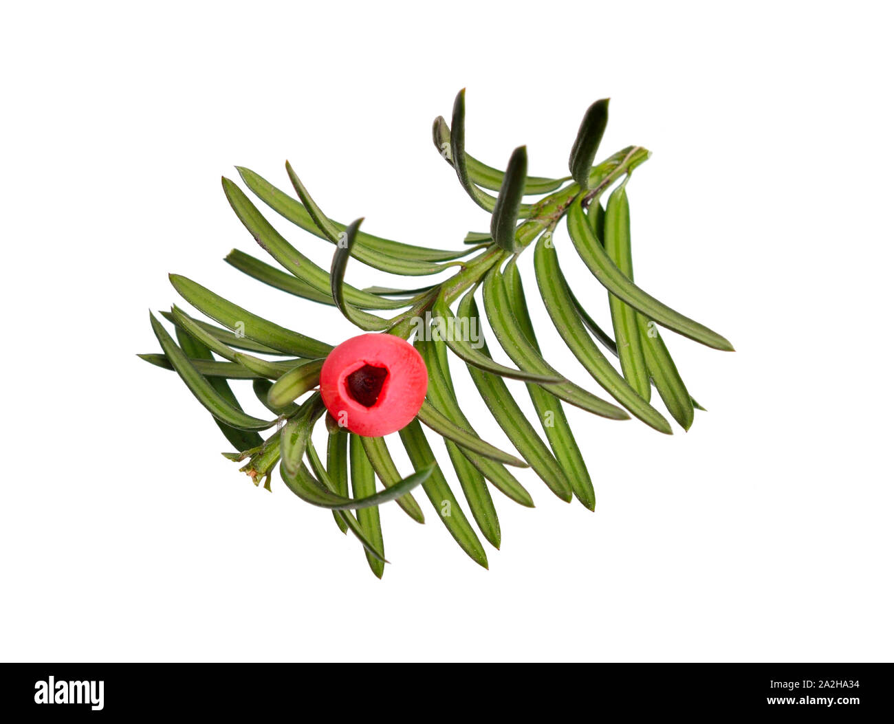 Taxus baccata known as yew, English yew or European yew. Isolated on