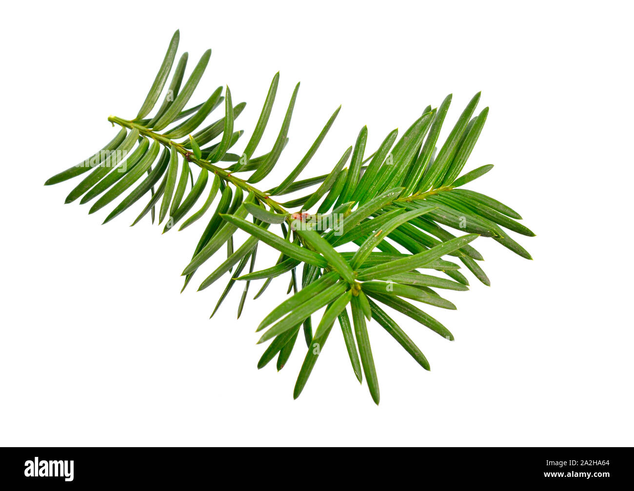 Taxus baccata known as yew, English yew or European yew. Isolated on