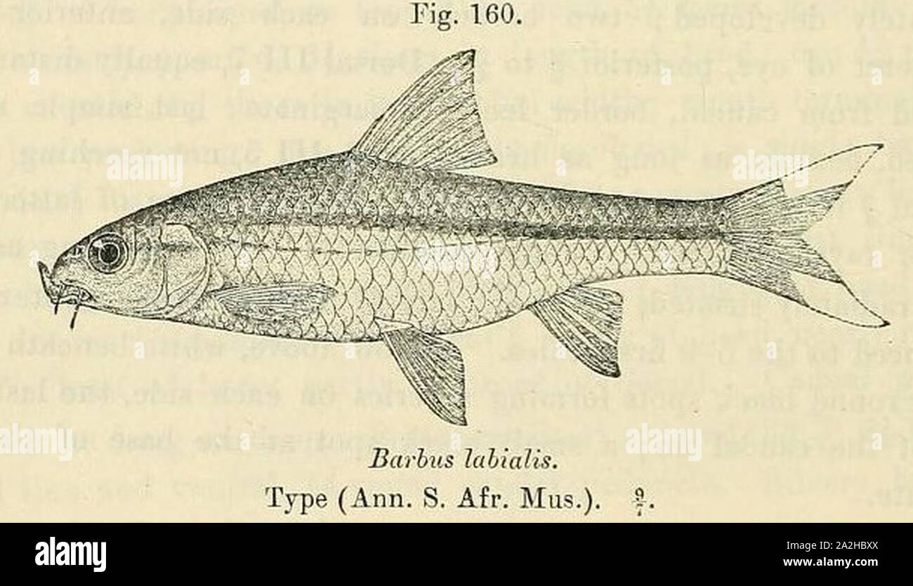 Enteromius unitaeniatus2. Stock Photo