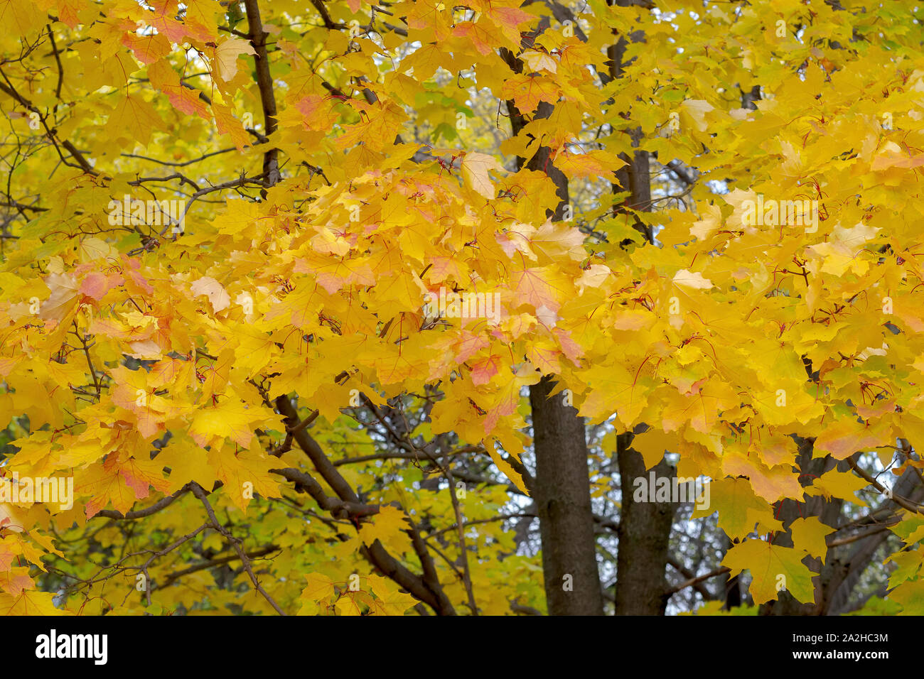 Autumn gold leaves tree leaf fall warm trees hi-res stock photography and  images - Alamy