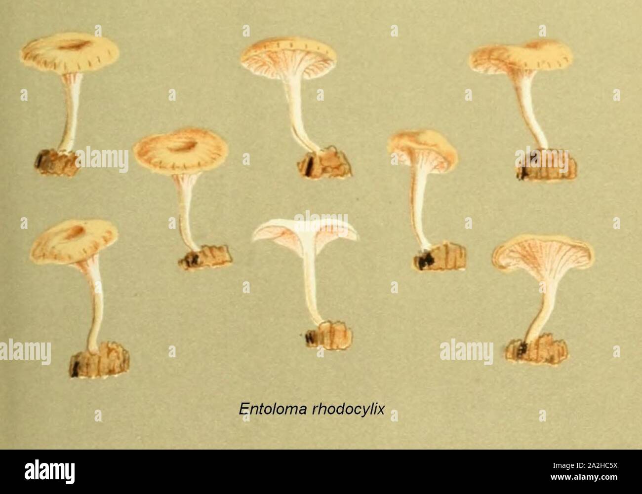 Entoloma rhodocylix ilustr. Stock Photo