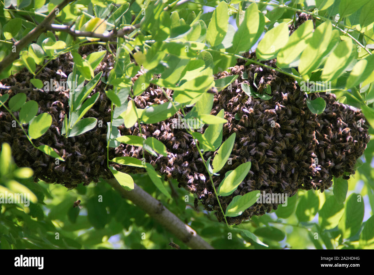 Locust Bee Swarming bees. Formation of a new colony (family) bees on a branch of a ...