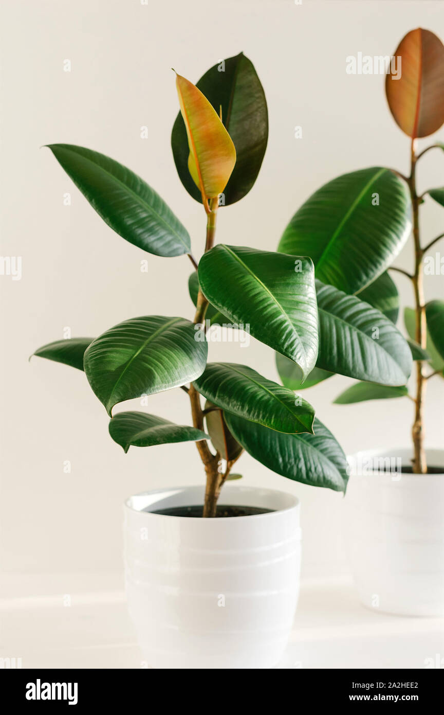 Two ficus elastic plant rubber tree in white ceramic flower pots. Close