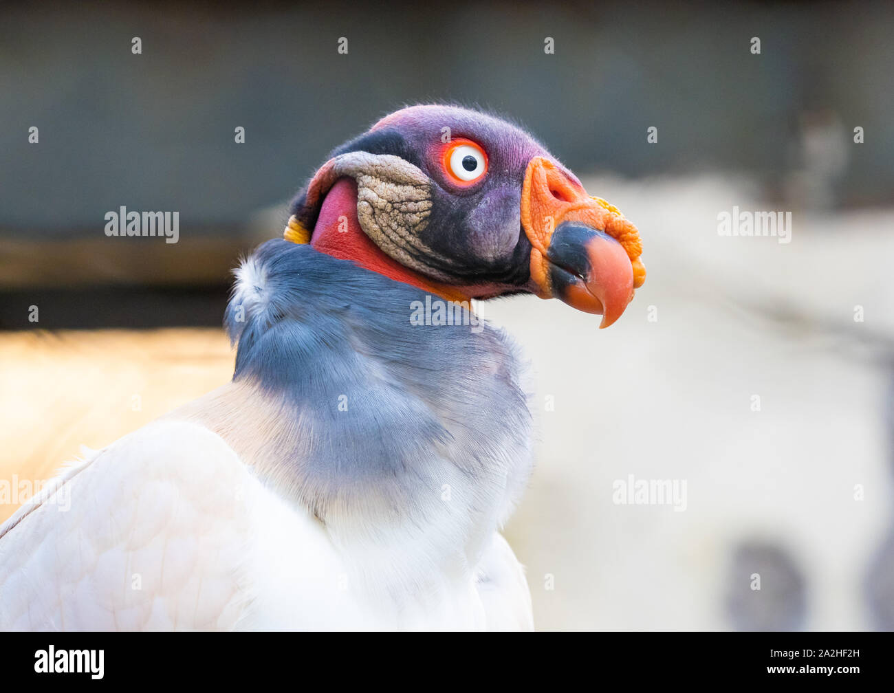 Local Rome Animals Rome (Italy) - The animals of Biopark, a statal and public zoological ...
