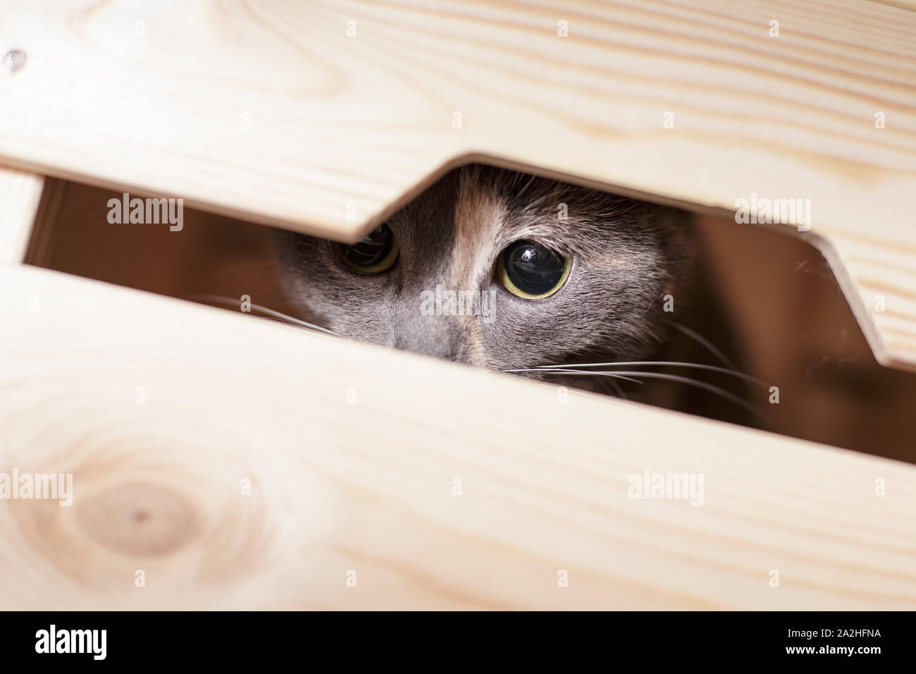 A young cute three-colored cat with interest spies for a photographer out of the box. Stock Photo