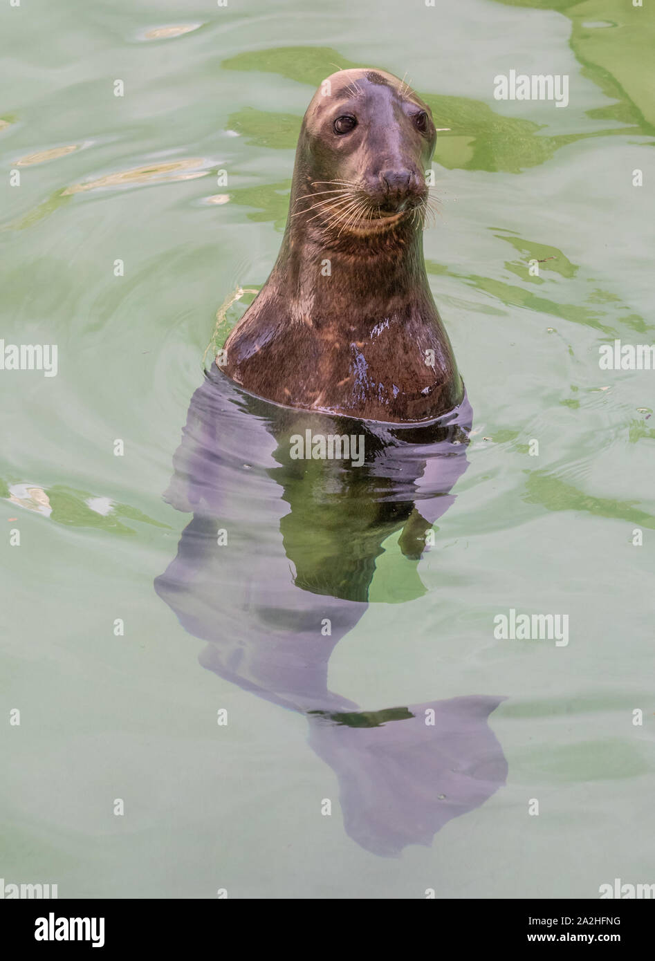 Local Rome Animals Rome (Italy) - The animals of Biopark, a statal and public zoological ...
