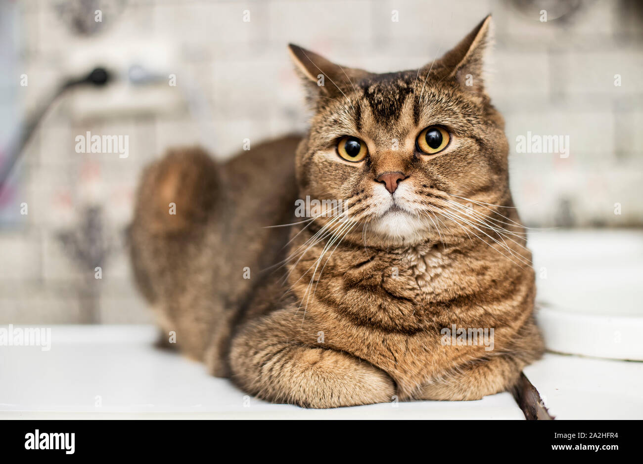 fat british shorthair cat