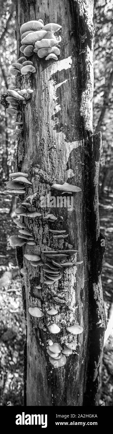 Black & White image of a coppiced tree with bracket fungus on trunk, deep in Netherfield Woods near Mountfield, East Sussex, England Stock Photo