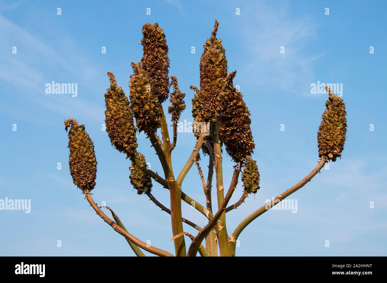 Close up of aloe flowers once flowering is over against blue sky Stock Photo