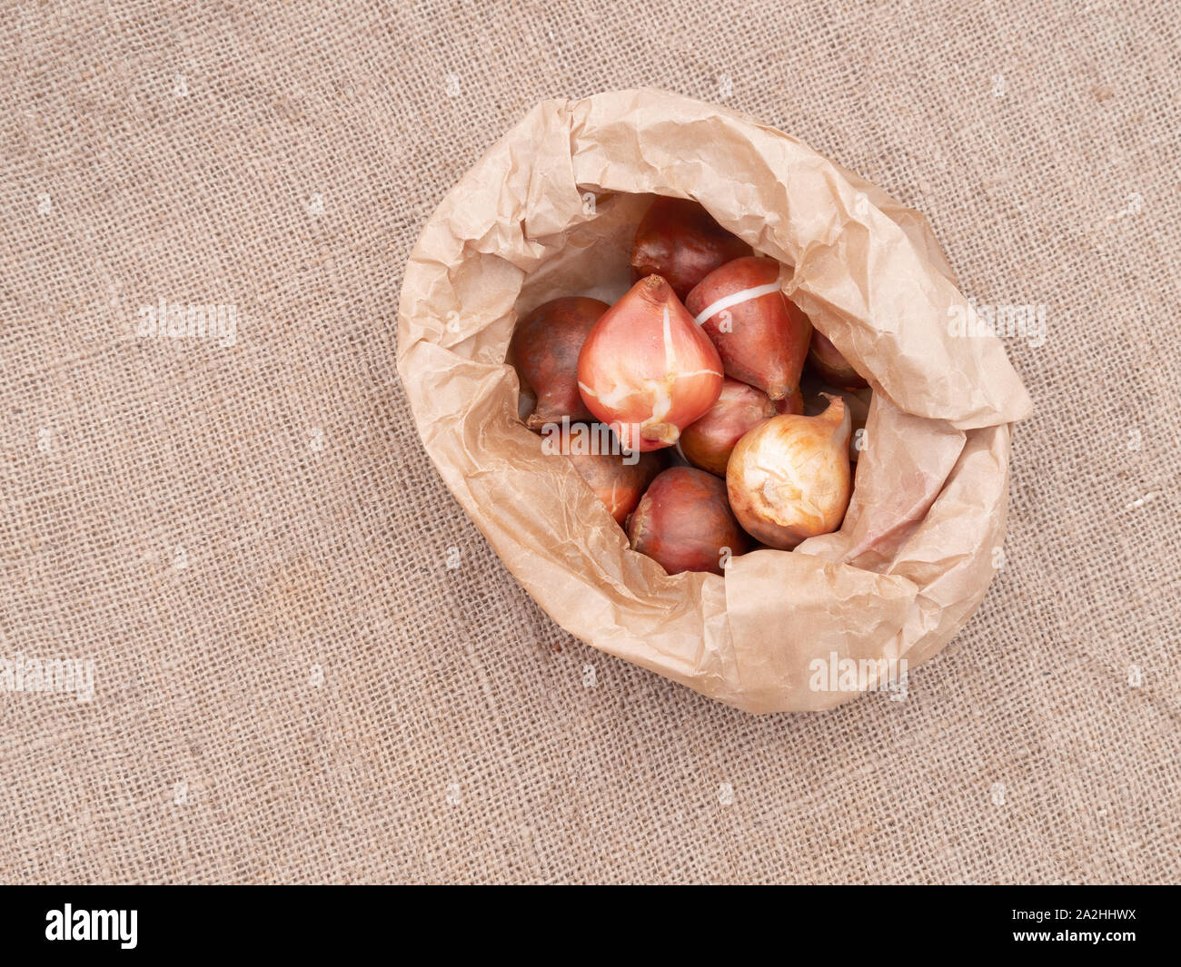 Brown paper bag of assorted tulip bulbs on hessian, burlap fabric with copyspace. Overhead view. Stock Photo