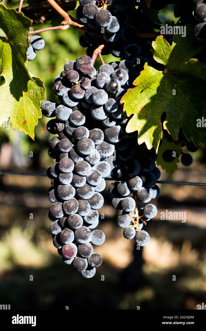 Wine grapes growing in Napa Valley California Stock Photo Alamy
