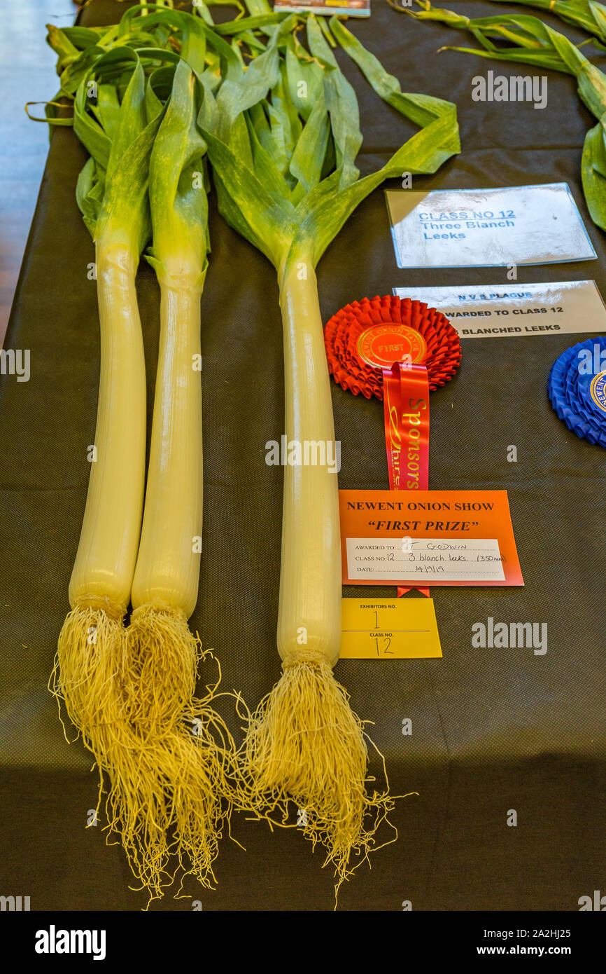 LBS POSSIBLE! 30 GIANT LEEK SEEDS 2019 18
