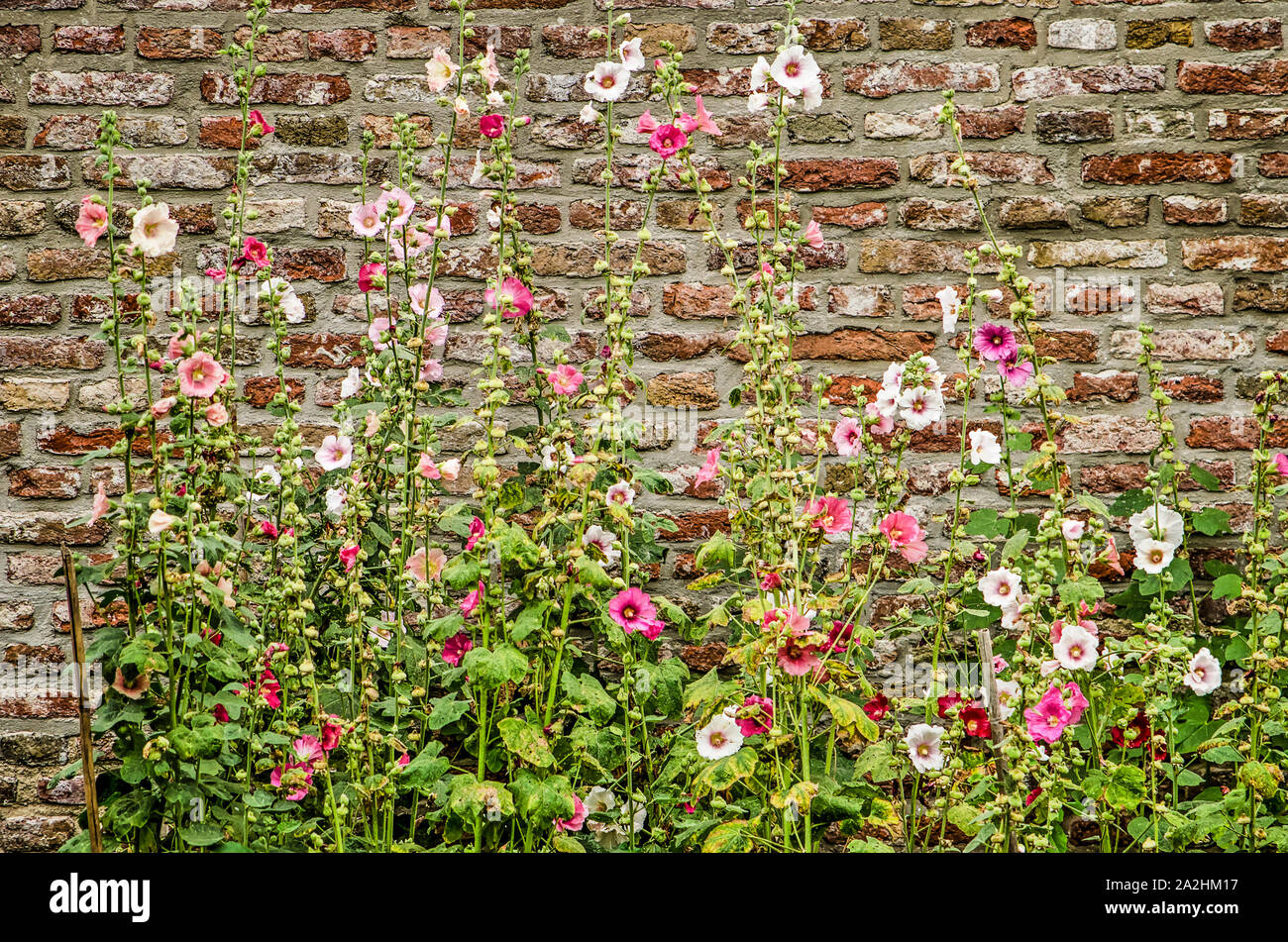 White And Pink Hollyhocks High Resolution Stock Photography and Images ...