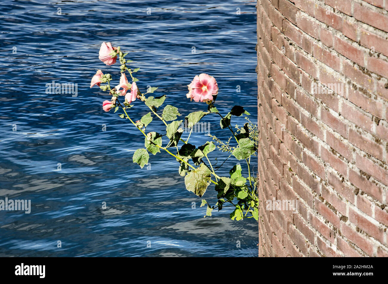 Flowers growing out wall hi-res stock photography and images - Alamy