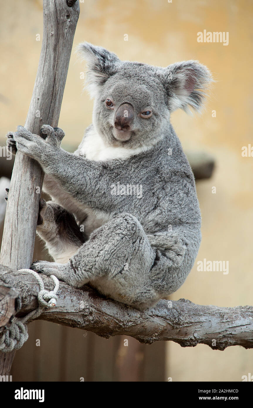 Captive koala, phascolarctos cinereus, sitting on a tree Stock Photo