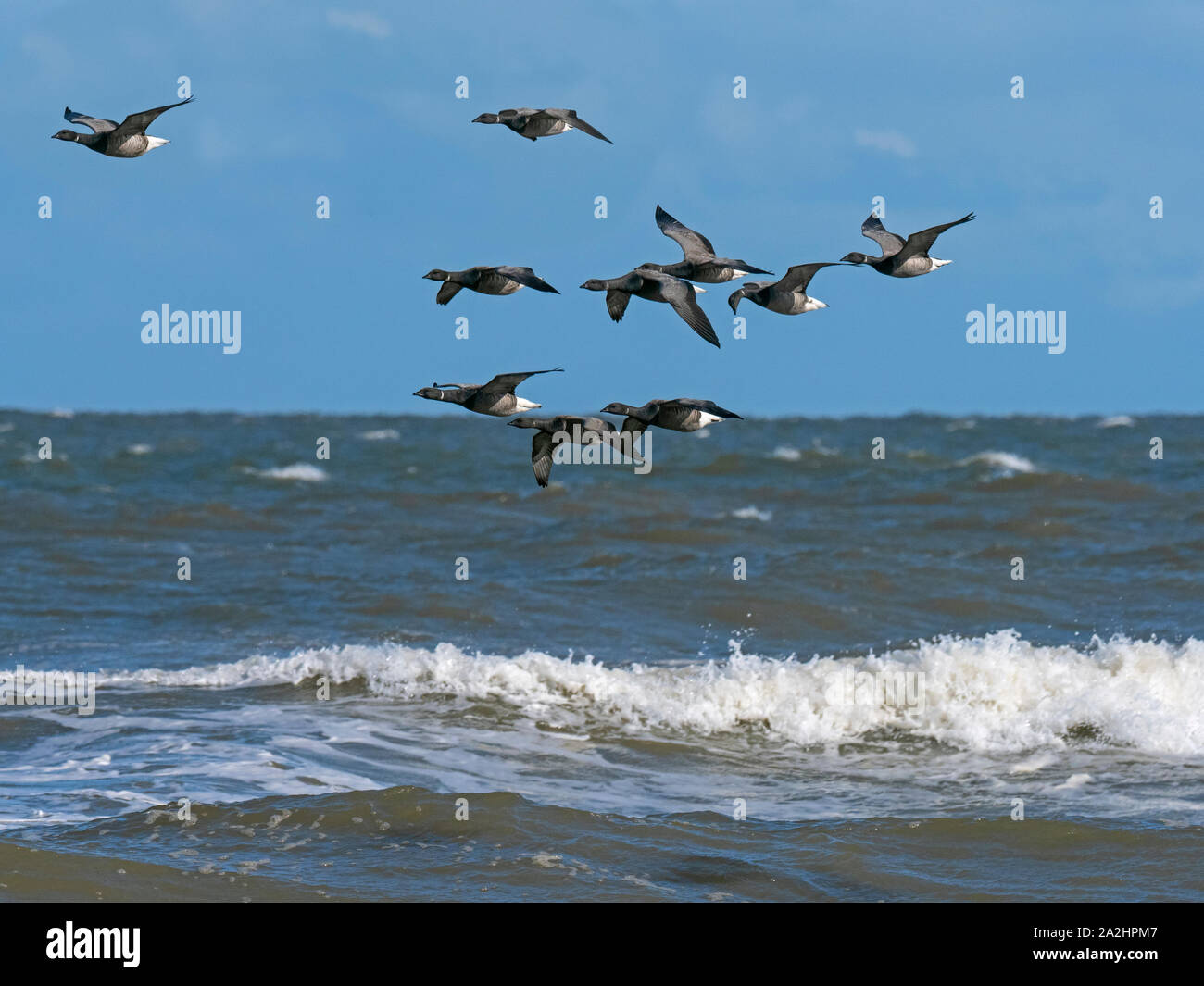 Brent Geese Branta bernicla flock in flight over the north sea at Titchwell RSPB reserve Norfolk Stock Photo