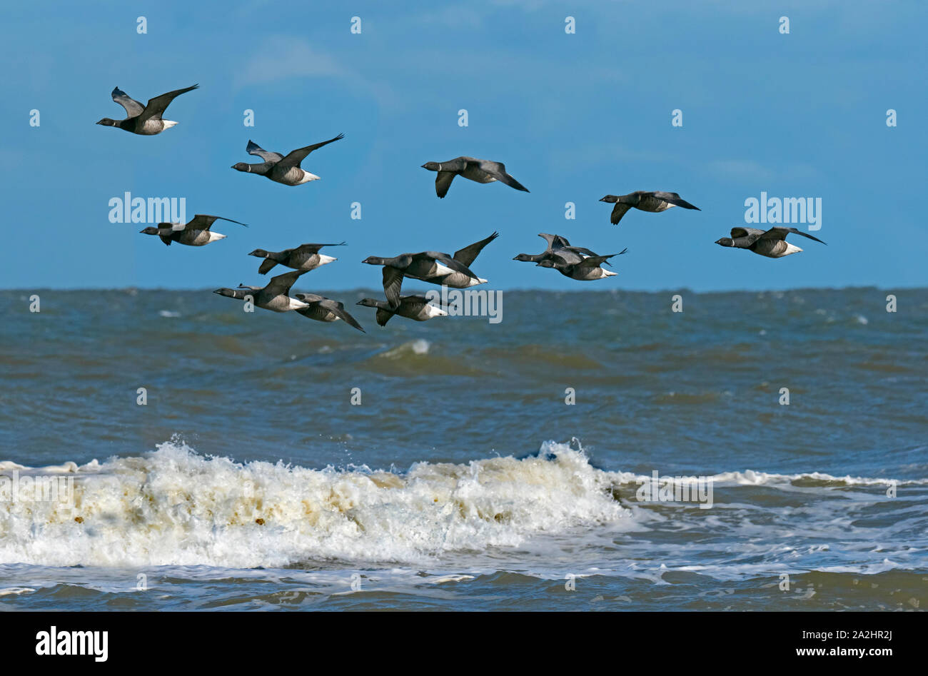 Brent Geese Branta bernicla flock in flight over the north sea at Titchwell RSPB reserve Norfolk Stock Photo