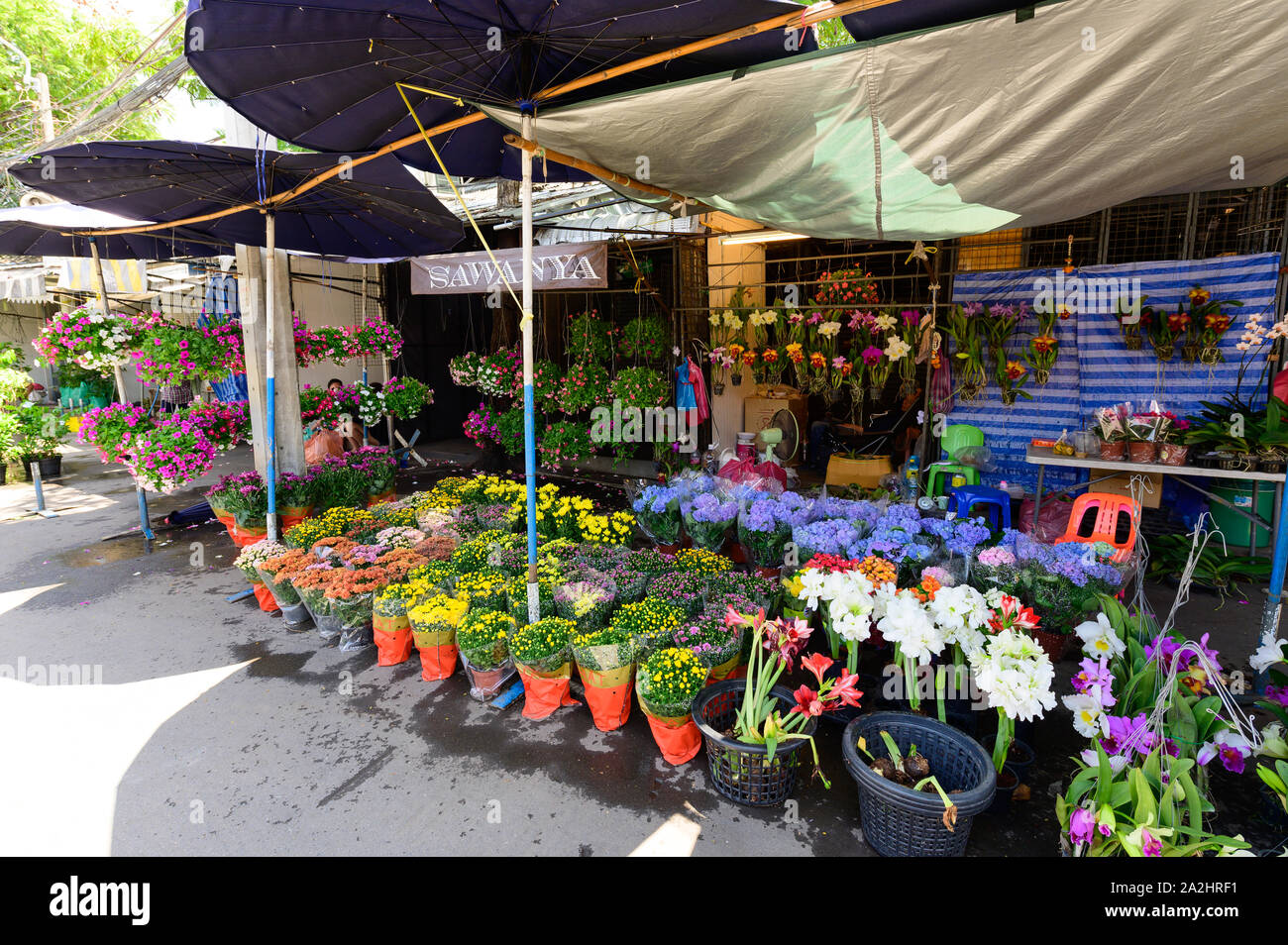 Plant for sale at Chatuchak weekend market Stock Photo - Alamy