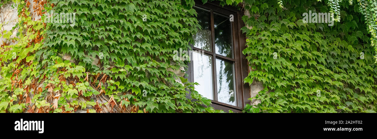 Crop view of house exterior detail with climbing plant (Parthenocissus quinquefolia) Stock Photo
