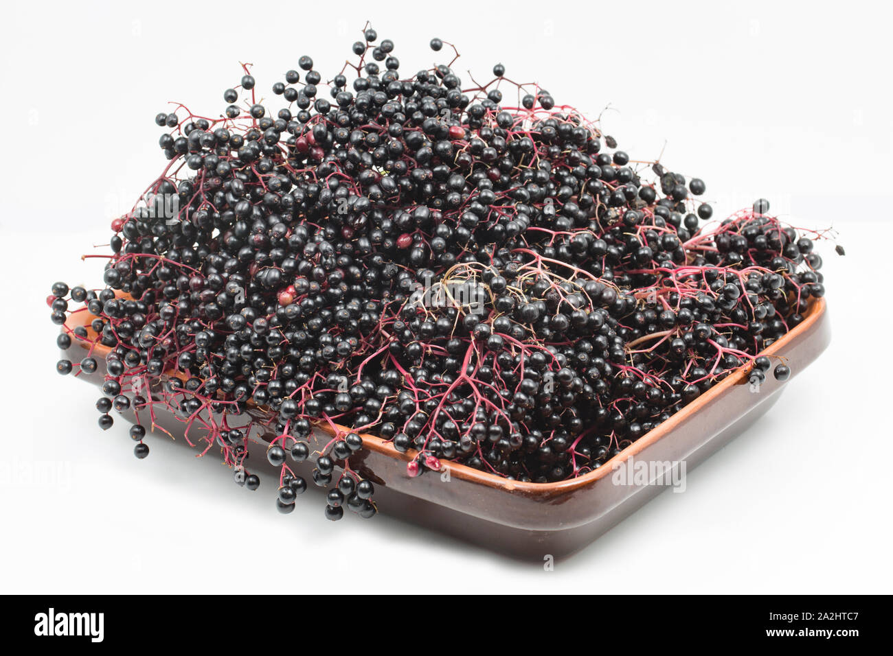 Elderberries, fruit of the elder tree, Sambucus nigra, that have been foraged from elder trees growing along footpaths to be used to make syrup. Great Stock Photo