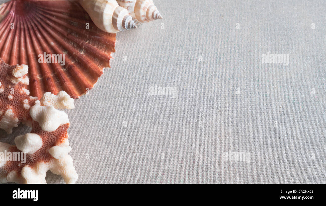 Seashell and coral isolated on light gray background Stock Photo
