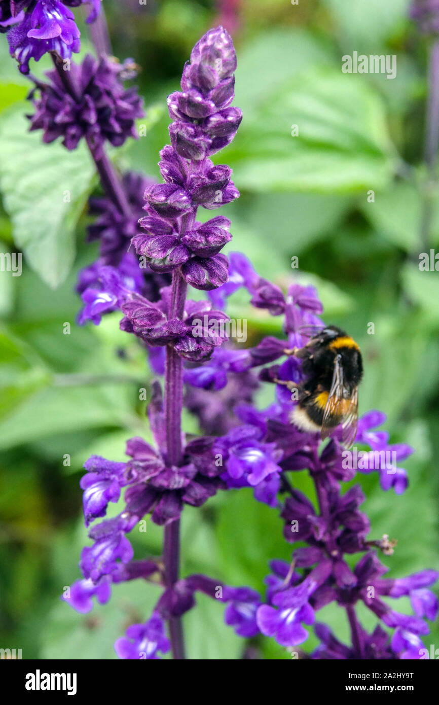 Salvia 'Big Blue' bumblebee on flower Stock Photo