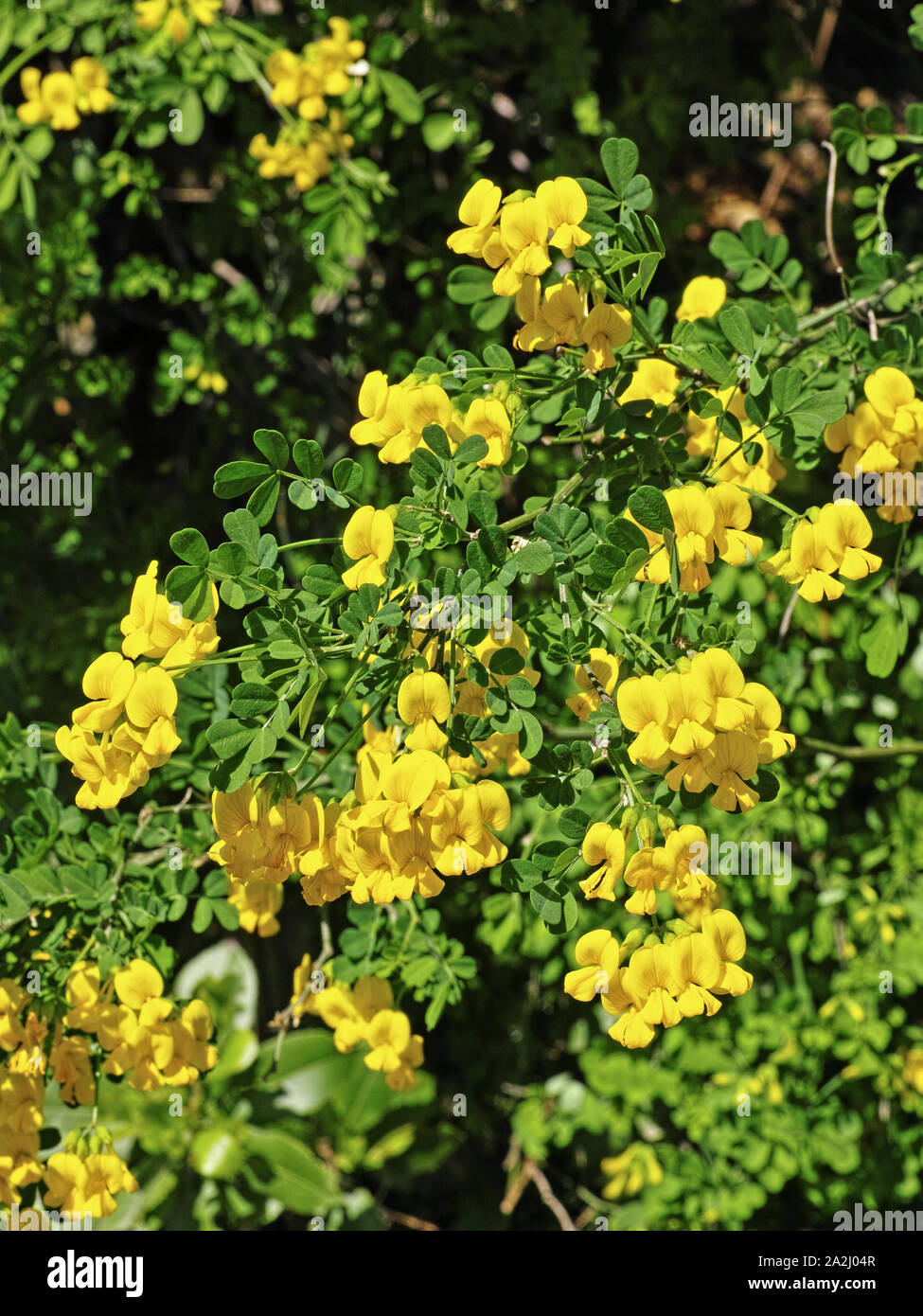 scorpion senna plant in full blooming, detail of  leaves and flowers Stock Photo