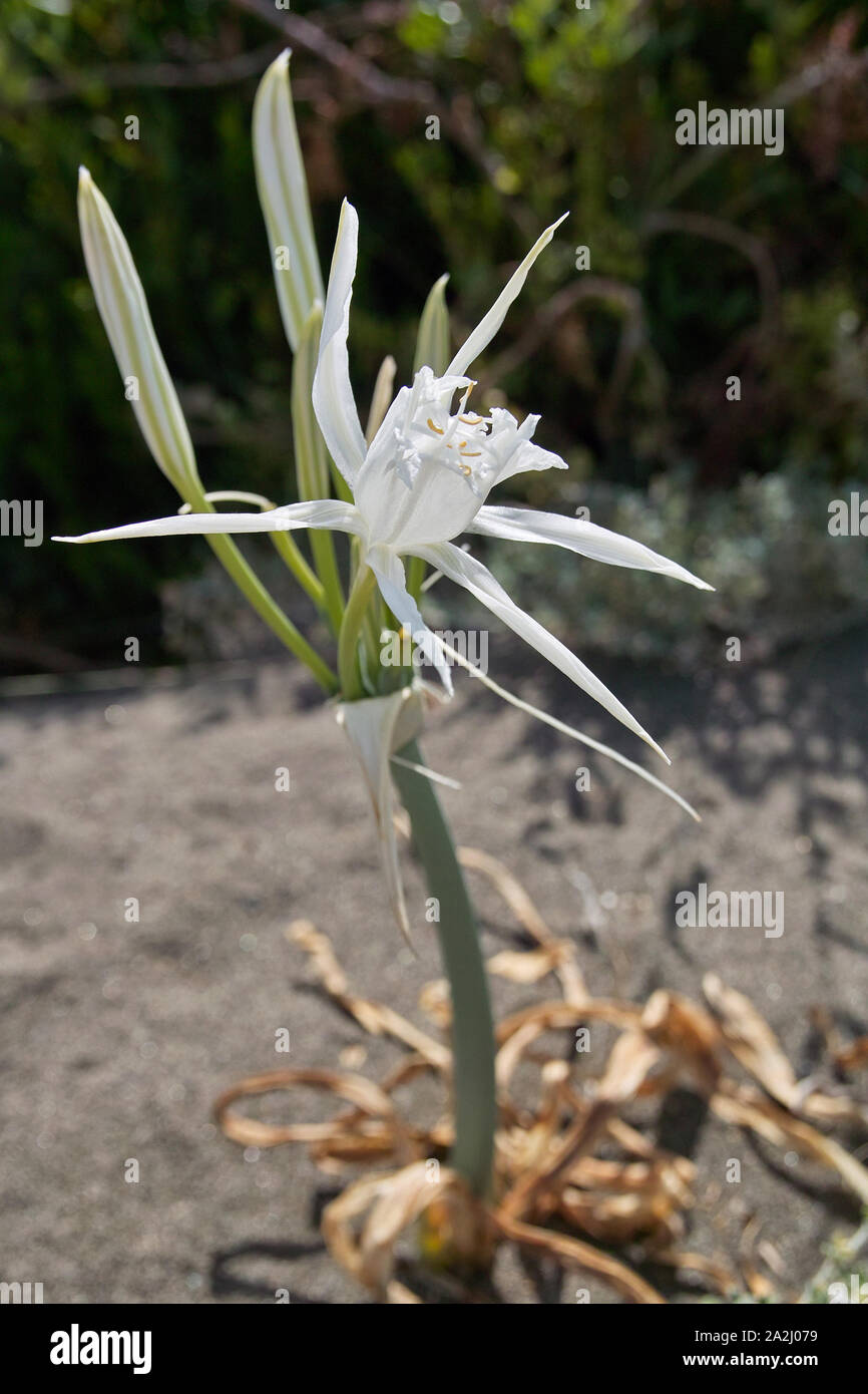 plant and flower of pancratium maritimum, famili amryllidaceae, common name sea daffodil Stock Photo