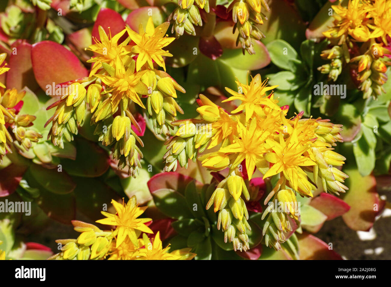 Sedum palmeri plant in blooming, detail of the flowers Stock Photo
