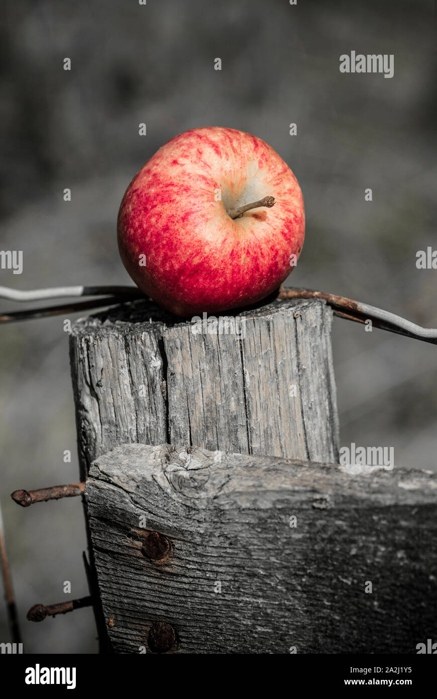A windfall apple that has been collected from a private orchard in September placed on an old fencepost. Desaturated photograph with selective colour. Stock Photo