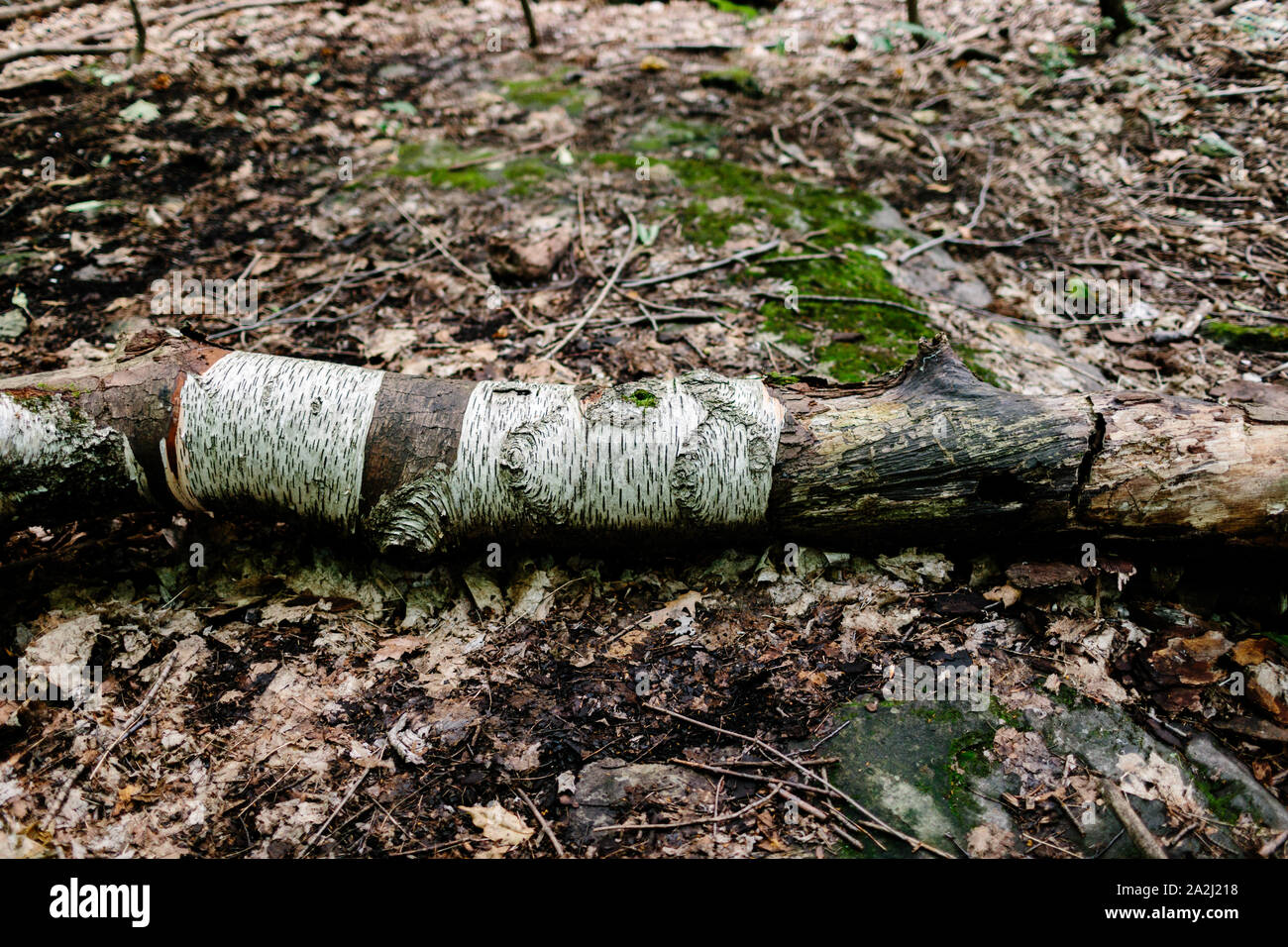 An old rusty log rests on the ground. The ground is filled with dry leaves, there's moss on the rocks. Stock Photo