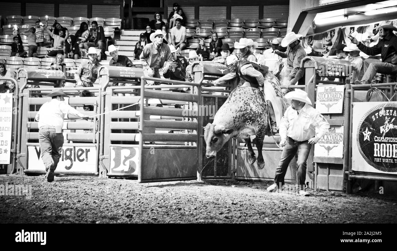 rodeo bull riding,extreme sporting event,cowboy in action as he endeavors to ride large bull,coliseum,fort worth, stockyards,Texas,USA, Stock Photo