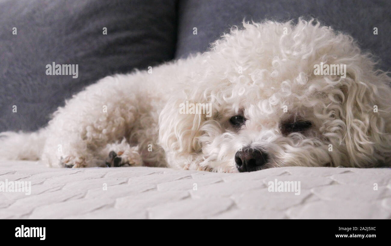 Closeup Bichon Frise dog on bed Stock Photo Alamy