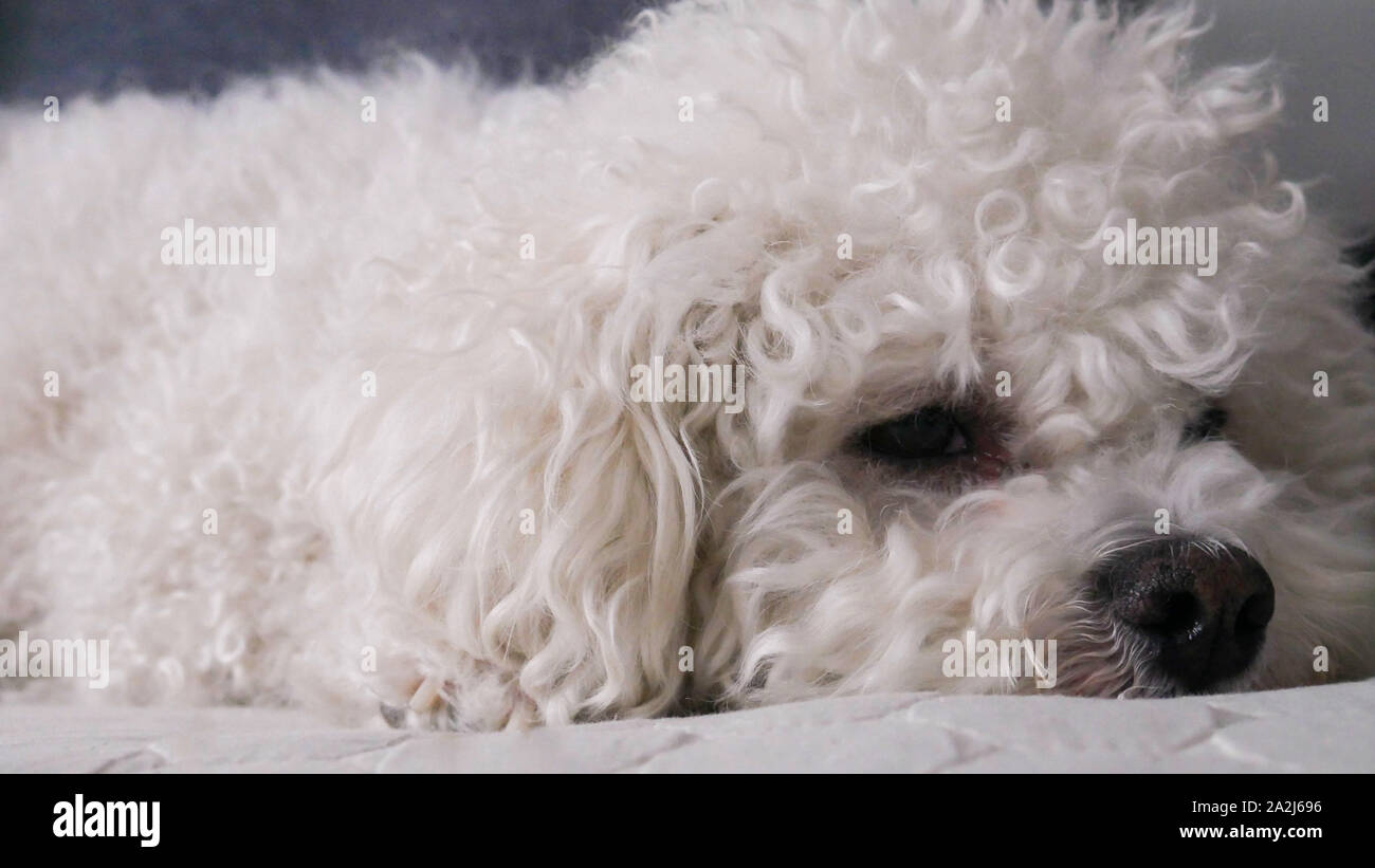 Closeup profile of Bichon Frise in bed Stock Photo Alamy